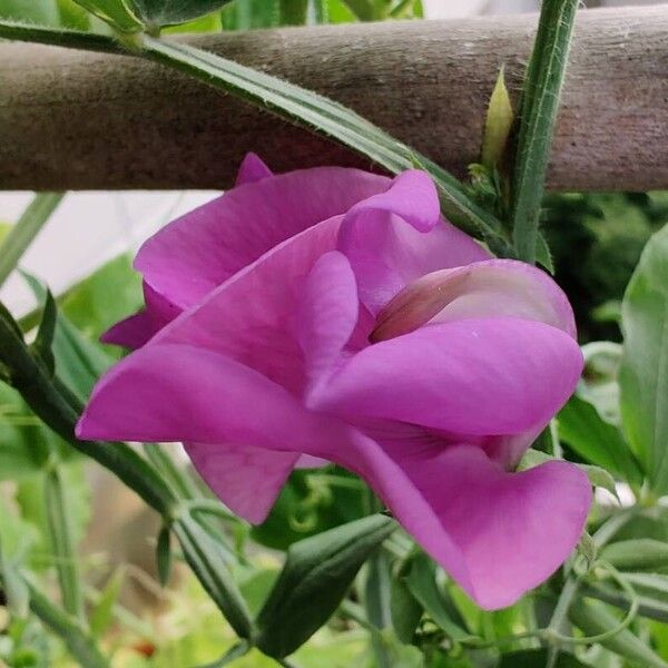 Lathyrus odoratus Flower