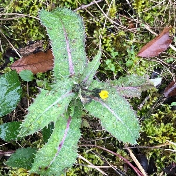 Sonchus asper পাতা