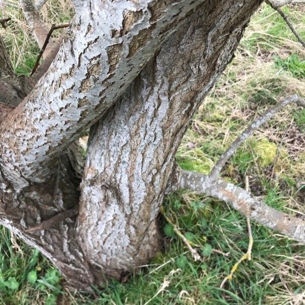 Salix atrocinerea Corteccia