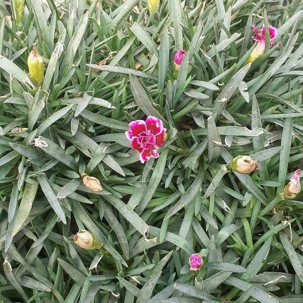 Dianthus caryophyllus Blomst