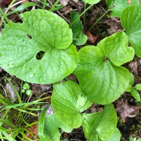 Viola mirabilis Цвят