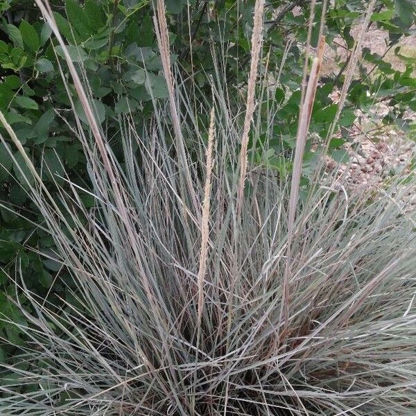 Muhlenbergia lindheimeri برگ