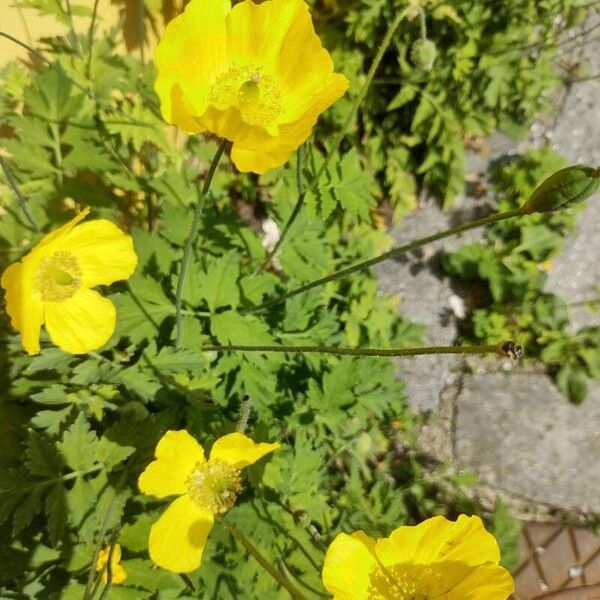 Papaver cambricum Kvet