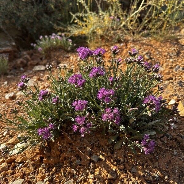 Jurinea cyanoides Flower