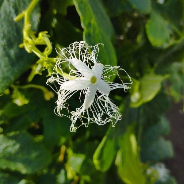 Trichosanthes cucumerina Fleur