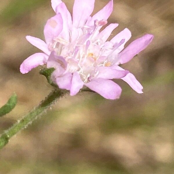 Knautia integrifolia Flor