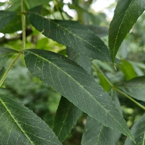 Fraxinus excelsior Frunză