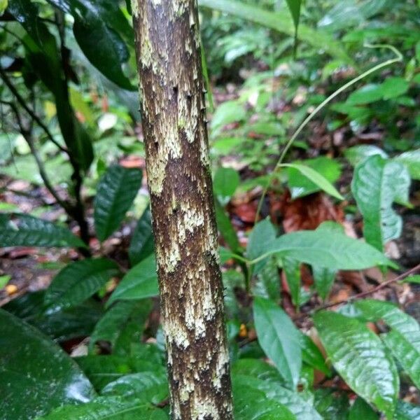 Dracontium polyphyllum Bark