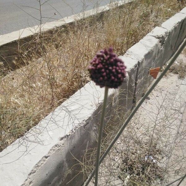 Allium atroviolaceum Flower