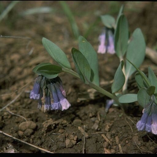 Mertensia longiflora 花