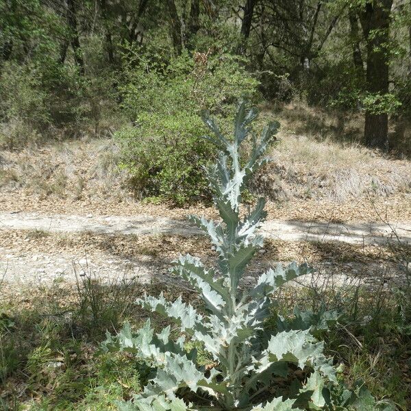 Onopordum illyricum Vekstform