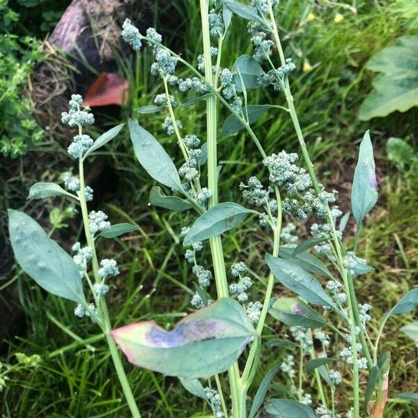 Chenopodium album ᱥᱟᱠᱟᱢ