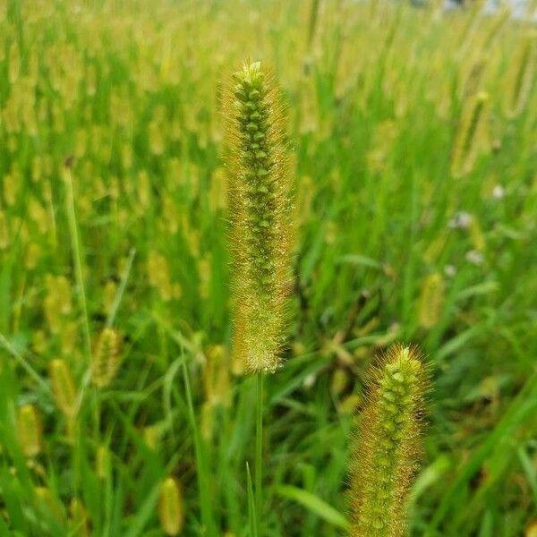 Setaria pumila Kvet