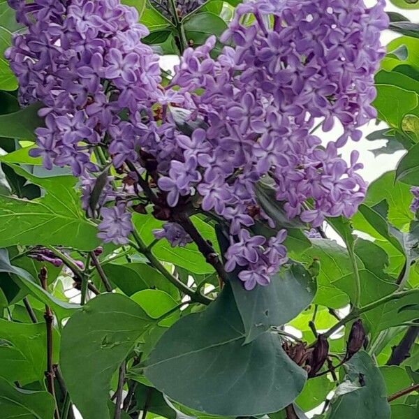 Syringa vulgaris 花