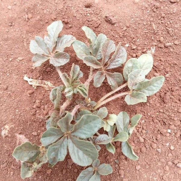 Cleome gynandra Leaf