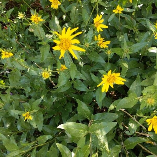 Arnica latifolia Flower