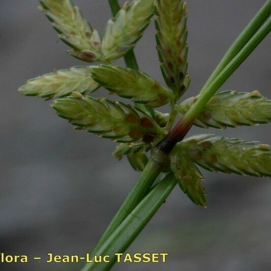 Cyperus flavescens 花