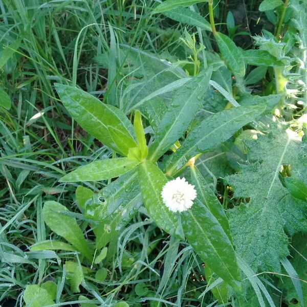 Alternanthera philoxeroides 其他