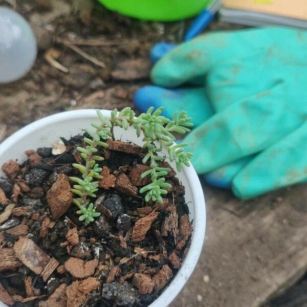 Sedum diffusum Fulla