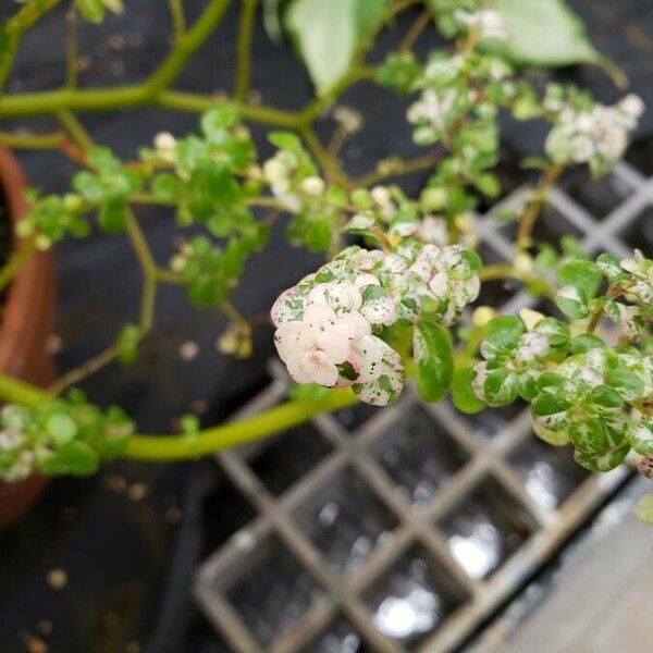 Pilea microphylla Leht