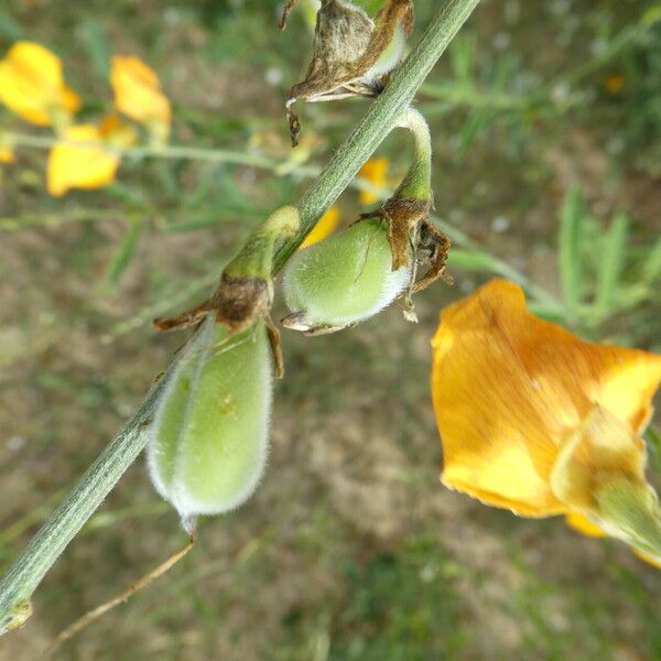 Crotalaria juncea Gyümölcs