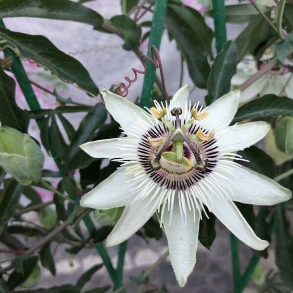 Passiflora morifolia Цветок