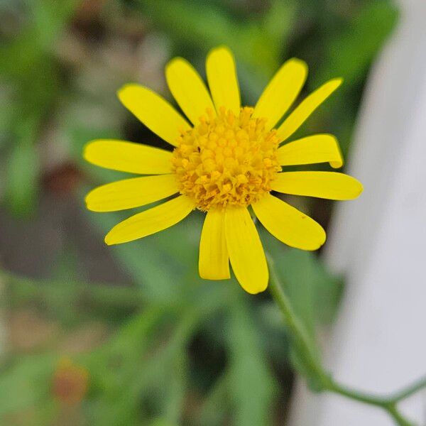 Senecio inaequidens Blomma