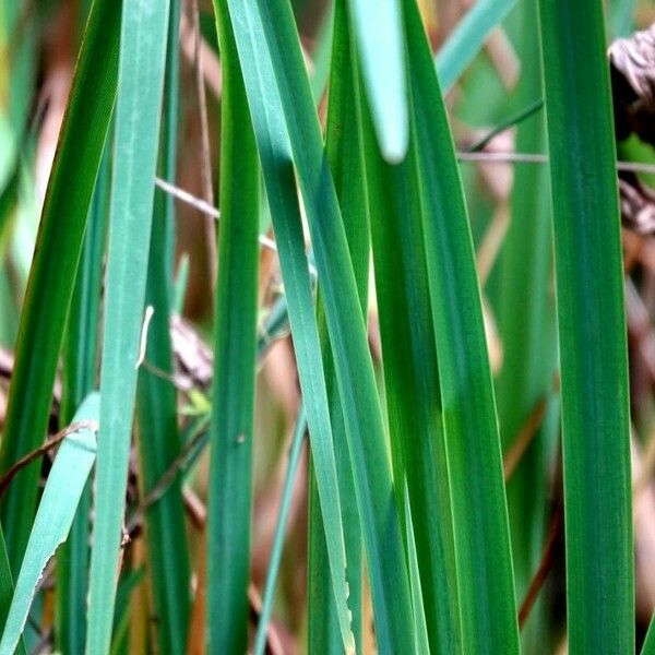 Typha angustifolia Folha