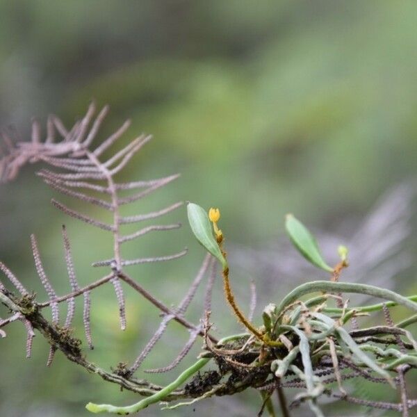 Taeniophyllum hirtum Flower