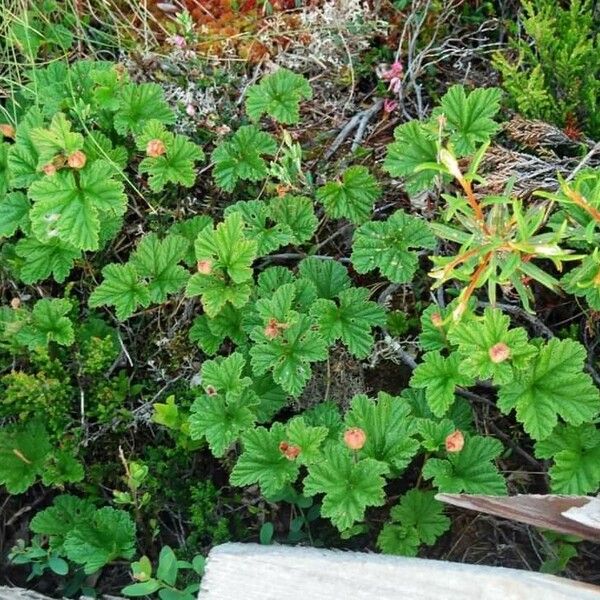 Rubus chamaemorus Blad