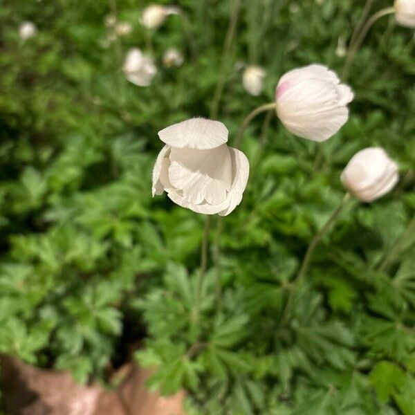 Anemonoides sylvestris Flower