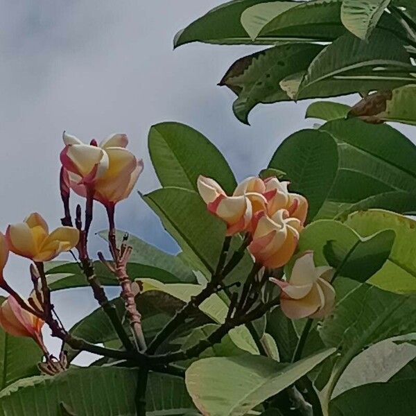 Plumeria rubra Квітка