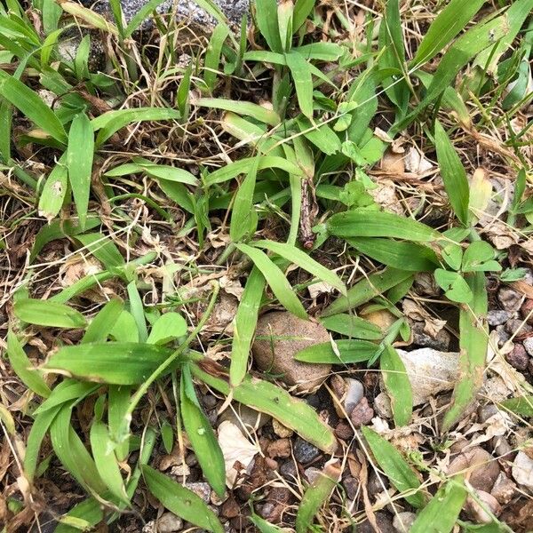 Digitaria sanguinalis ഇല