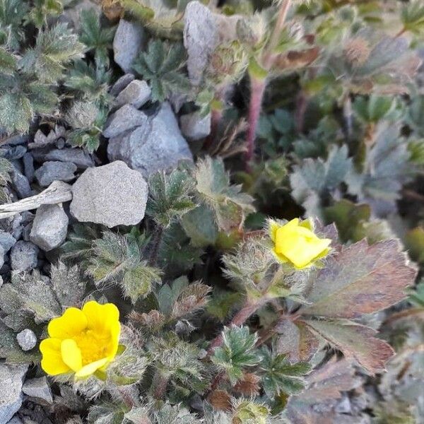 Potentilla crantzii Õis