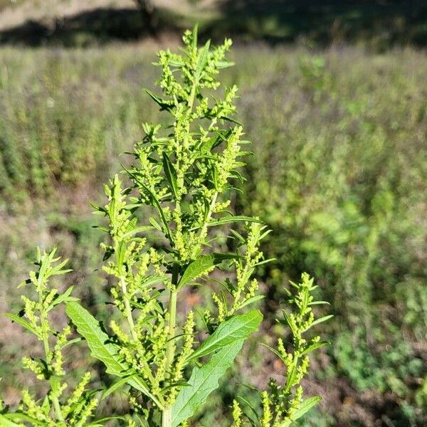 Dysphania ambrosioides Flower