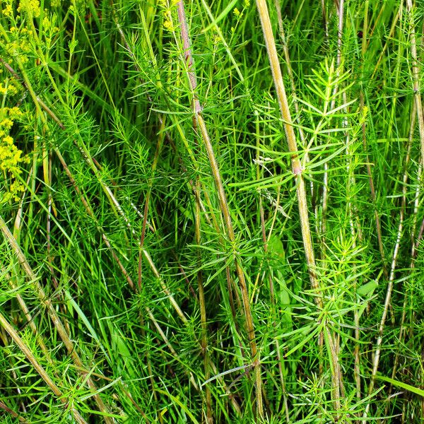 Galium verum Hábito