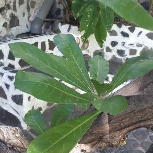 Crescentia alata Leaf