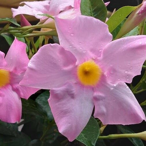 Mandevilla laxa Flower