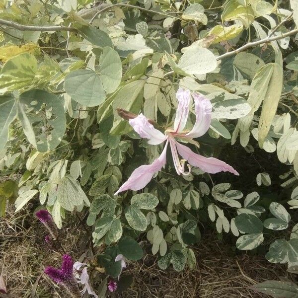 Bauhinia purpurea Λουλούδι