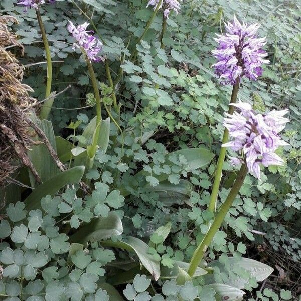 Orchis simia Hábito