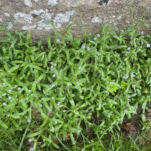 Myosotis arvensis Hábito