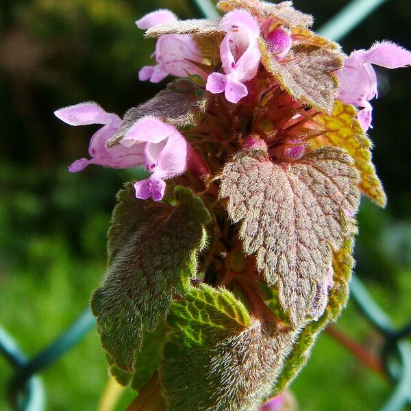 Lamium purpureum Plante entière