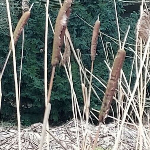 Typha angustifolia Blüte