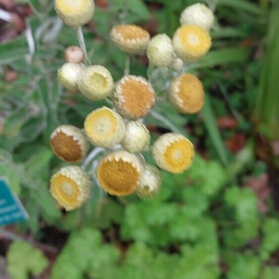 Helichrysum foetidum 花