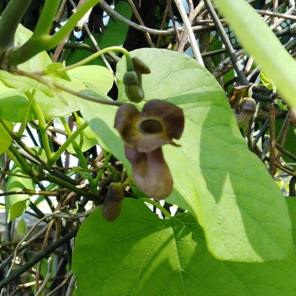 Aristolochia macrophylla Fleur