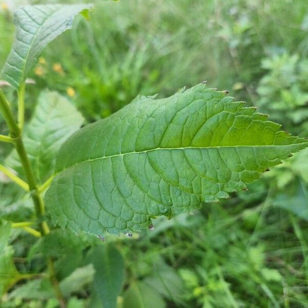 Chelone lyonii Листок