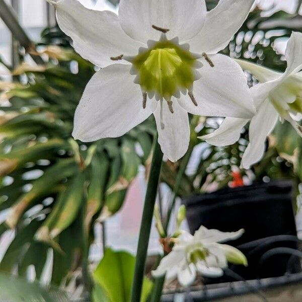 Urceolina amazonica Flower