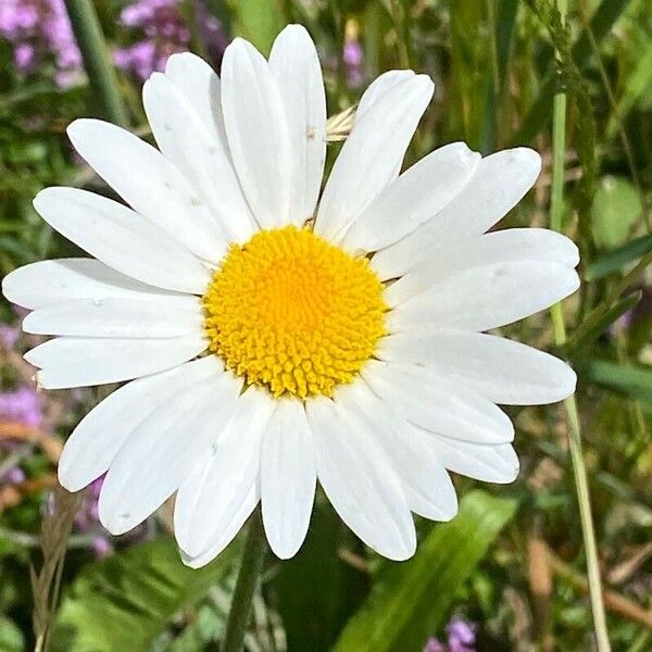 Leucanthemum heterophyllum 花