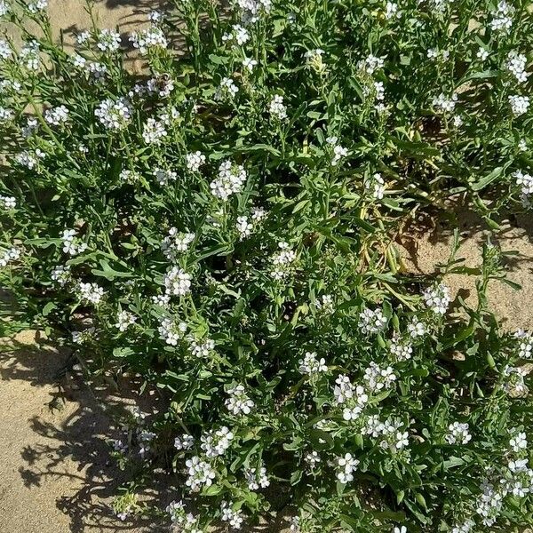 Cakile maritima Plante entière