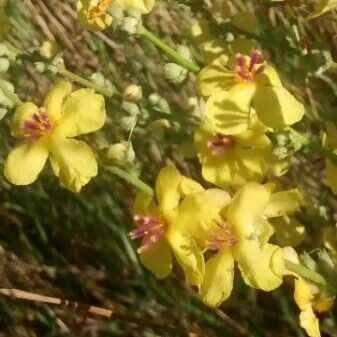 Verbascum sinuatum Blodyn